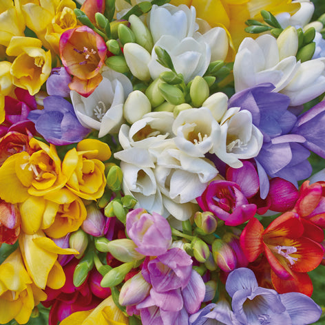 Variety of Freesias Lunch Napkin - 20 Count - The Closeout Connection
