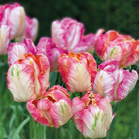 Parrot Tulips Lunch Napkin - 20 Count - The Closeout Connection