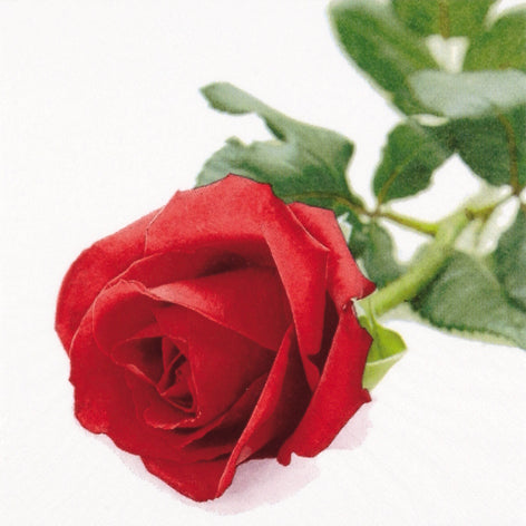 Rosa Nobile Lunch Napkin - 20 Count - The Closeout Connection
