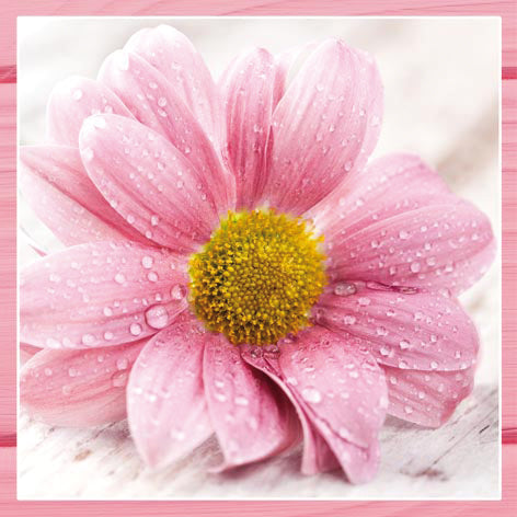 Candy Pink Flowers Lunch Napkin - 20 Count