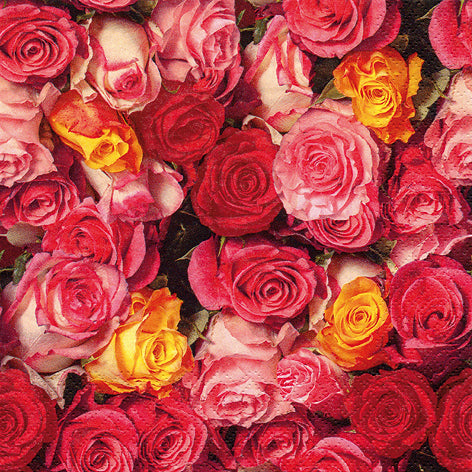 Rosas Coloridas - 20 Count
