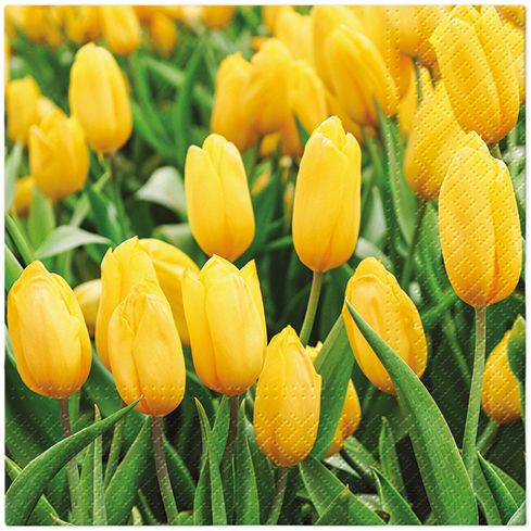 Tulips Field Lunch Napkin - 20 Count - The Closeout Connection